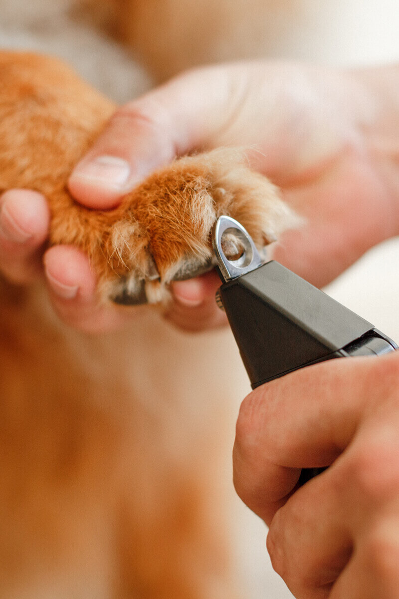 pet-grooming-08b